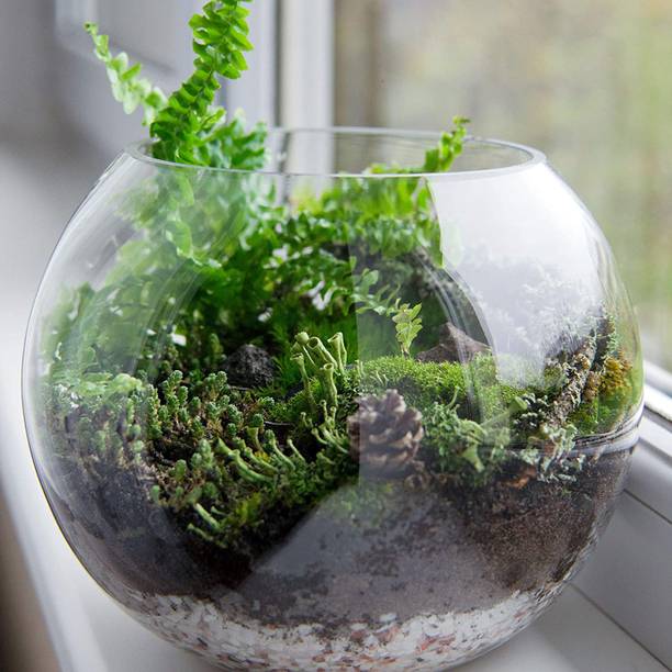 BILAL ANSARI 1.5 L Fish Bowl
