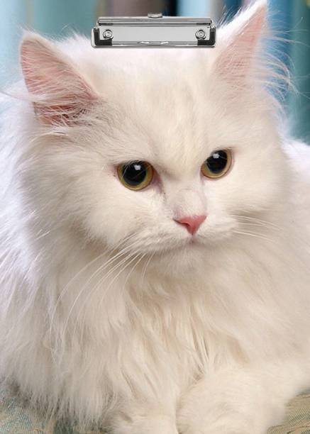 flipdecor CUITE digital reprint clip board exam pad (14 x 10 Inches) premium quality ( wood )