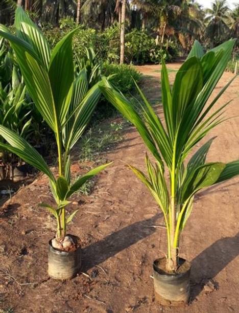 FURYHUB Coconut Plant
