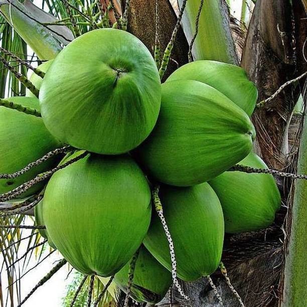 Plants Heaven Coconut Plant