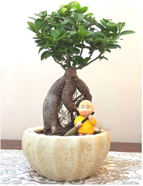 Cloud Farm Ficus Bonsai Plant