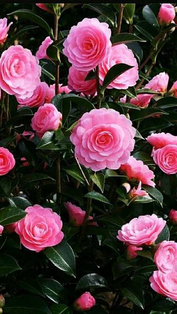 Darjeeling Planters Rose Plant