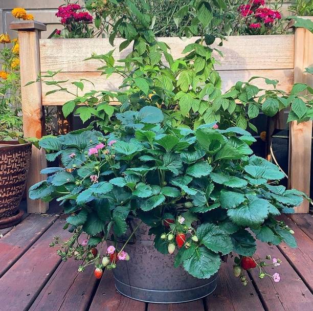 My Dream Nursery Strawberry Plant