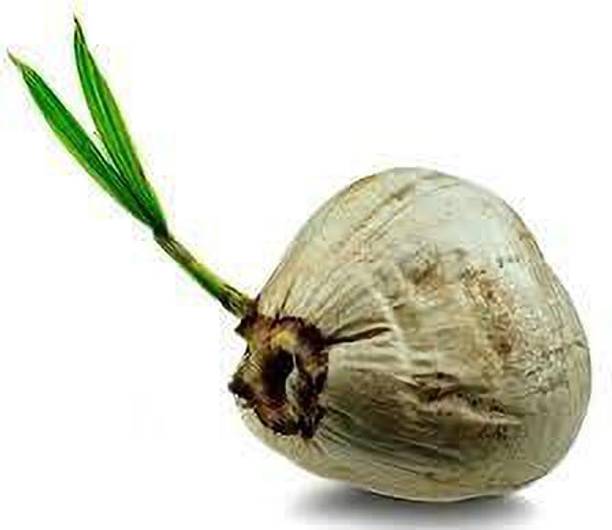 Corofitam Coconut Plant