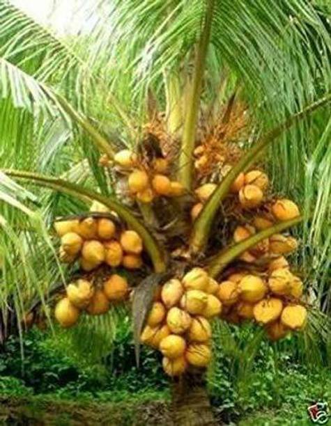 FURYHUB Coconut Plant