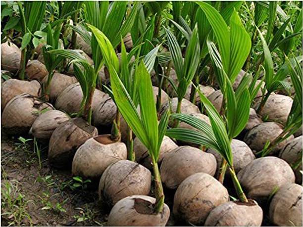 kpenter Coconut Plant