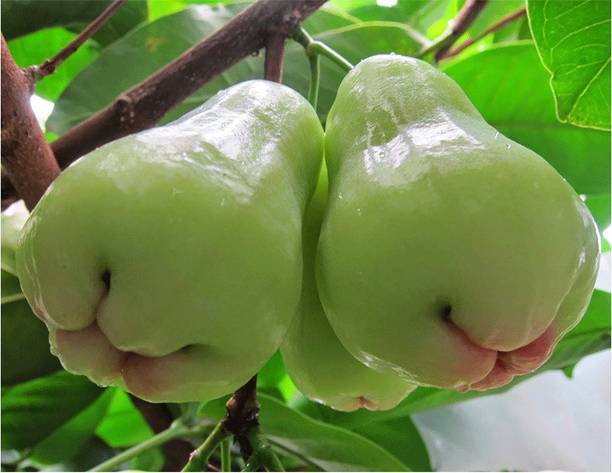 AloGardening Jamun Plant