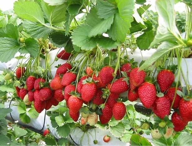 AquinnahGaden Strawberry Plant