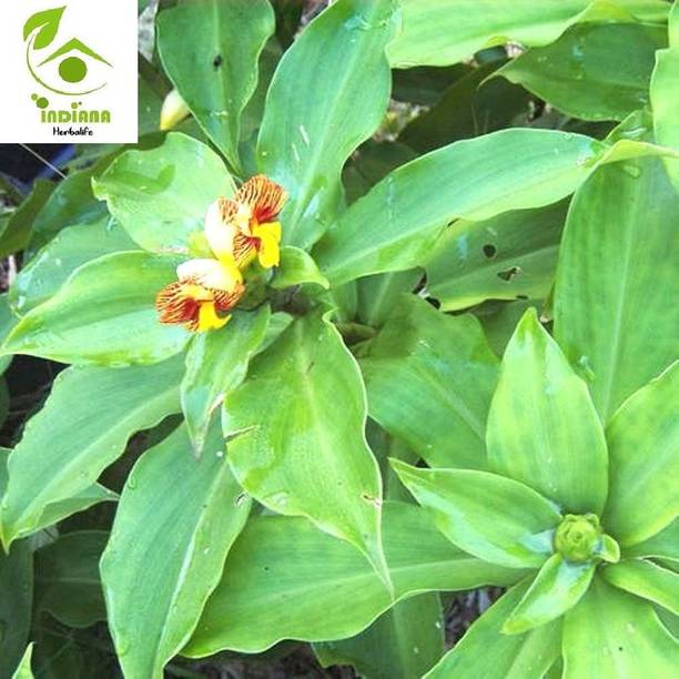 greennursery Insulin Plant