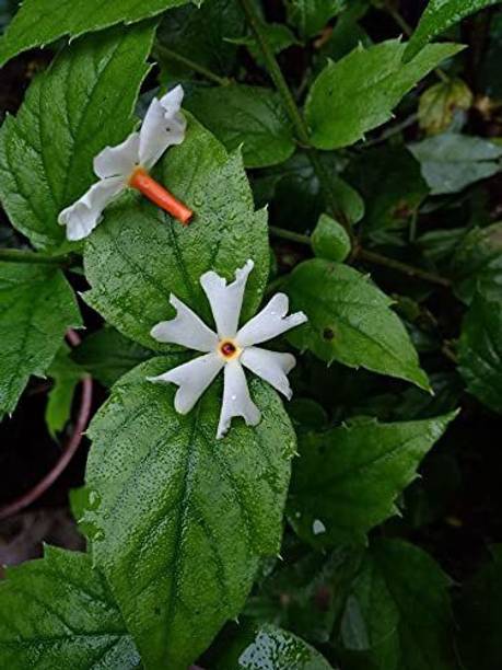 एफएसके पारिजात / हरसिंगार प्लांट पौधा