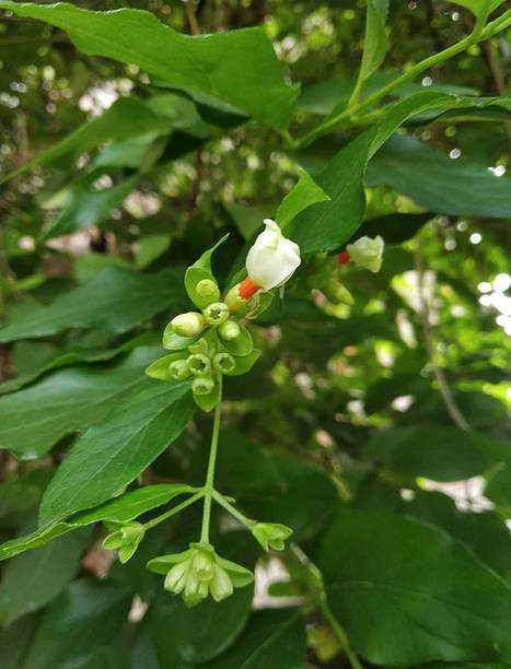 FURYHUB Parijat/Harsingar Plant