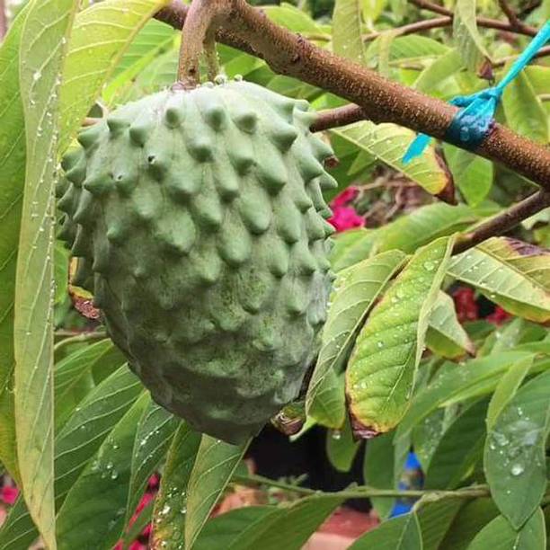 Samarthgreens Annona Reticulata/Bullock's Heart Plant