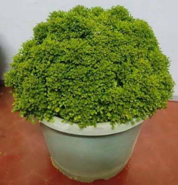 Roy's Fashoin Madhu Kamini Plant