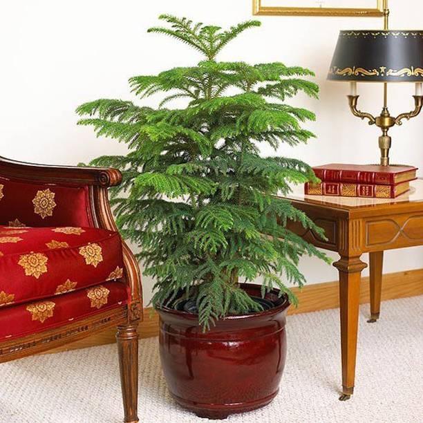 AloGardening Christmas Tree Plant