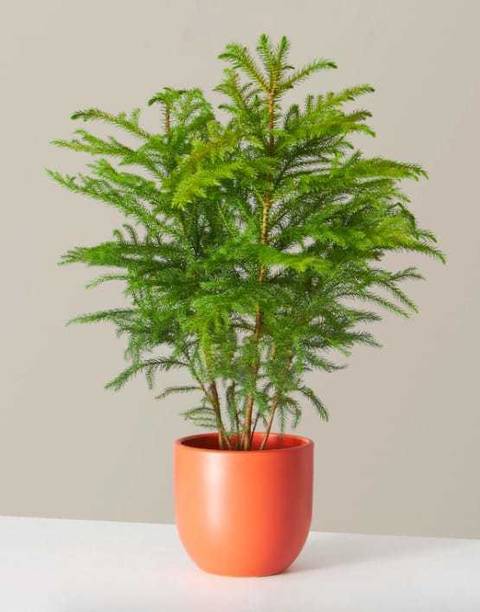 Cloud Farm Christmas Tree Plant