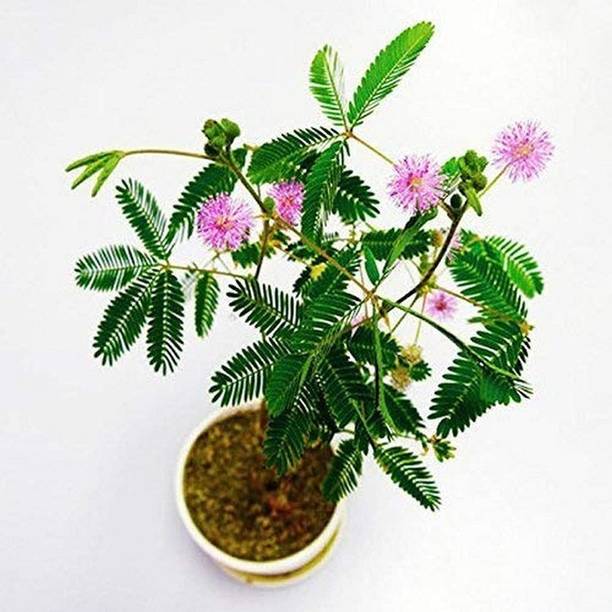 EVY Shami/Jand Plant