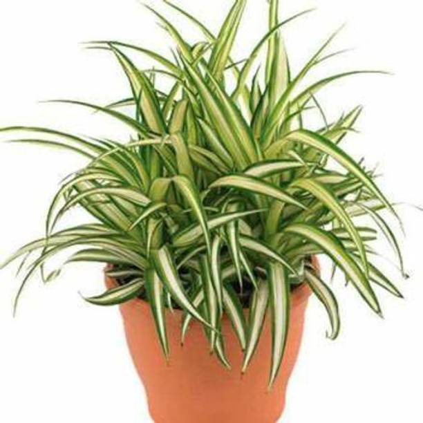 EVY Spider Plant