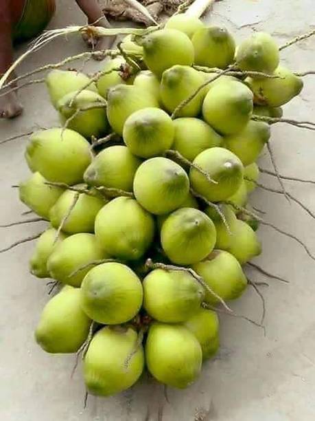 Corofitam Coconut Plant