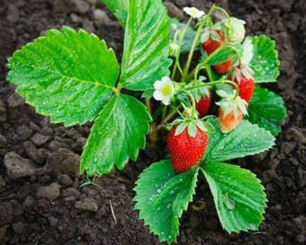 pagoda point Strawberry Plant