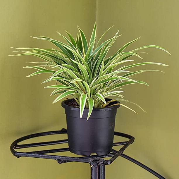 EVY Spider Plant