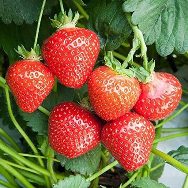AloGardening Strawberry Plant
