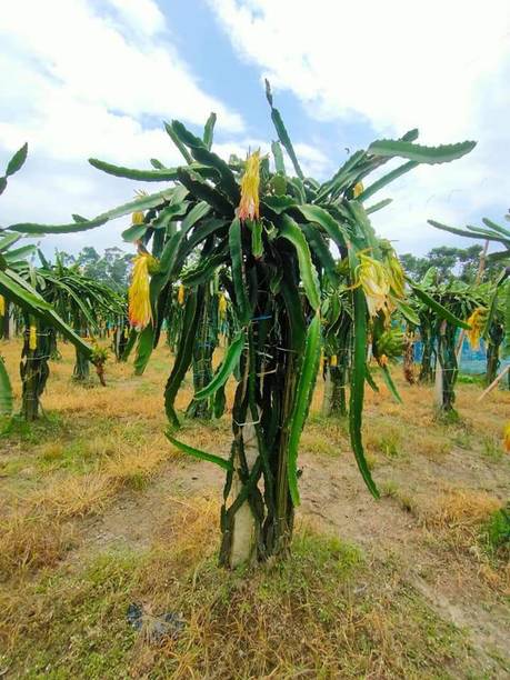 Cloud Farm Dragon Tree