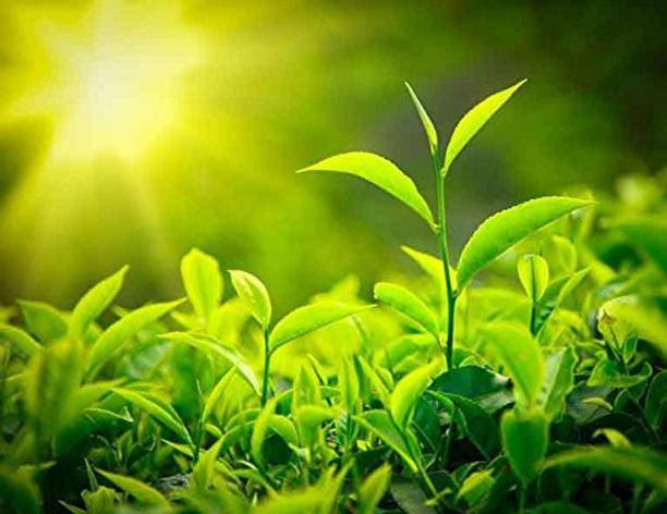 EZtect Tea Plant
