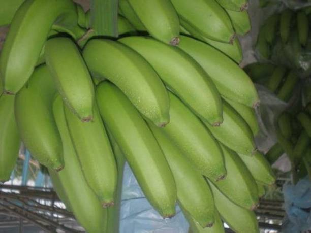 PLANTSNSEED Banana Plant