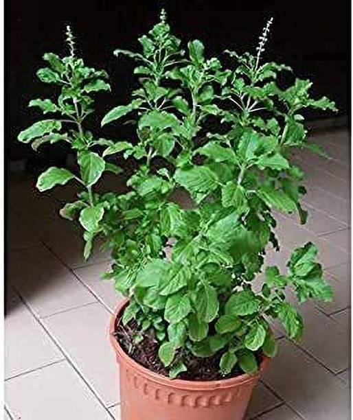 FURYHUB Tulsi Plant