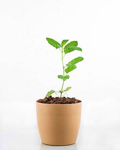 EVY Tulsi Plant