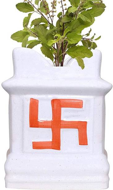 Vijay Sales Tulsi Plant