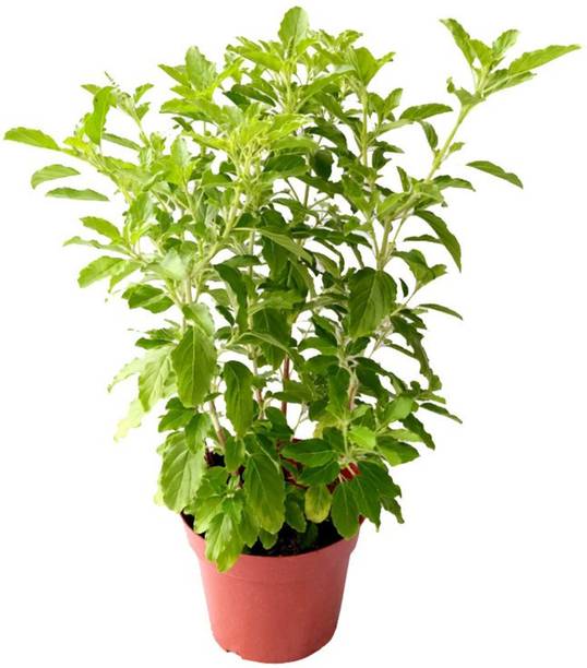 PLaNeTreee Tulsi Plant