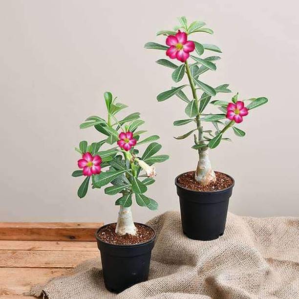 Aquinnah Graden Adenium Plant