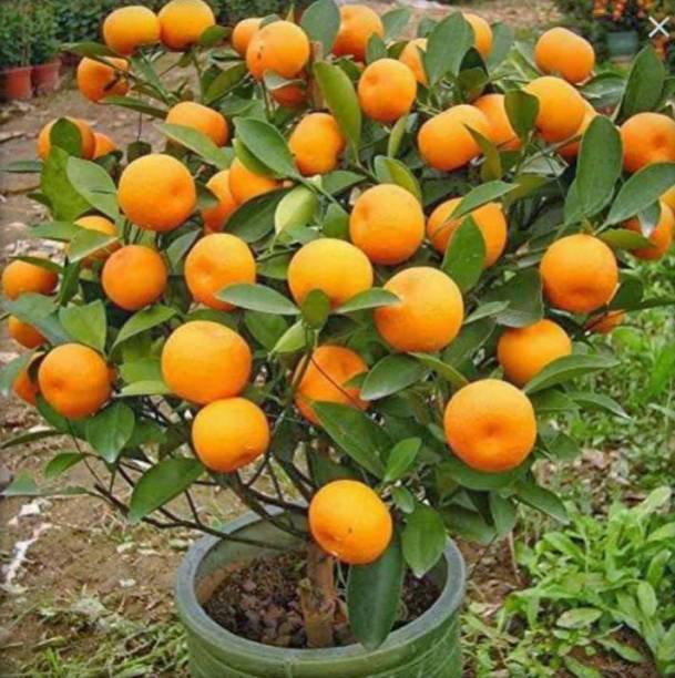 Cloud Farm Orange Plant