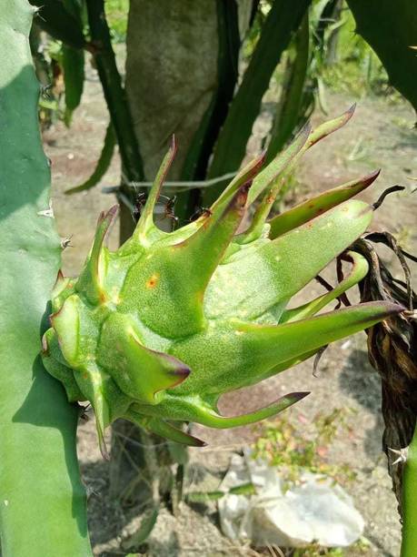 KB NURSERY Dragon Tree