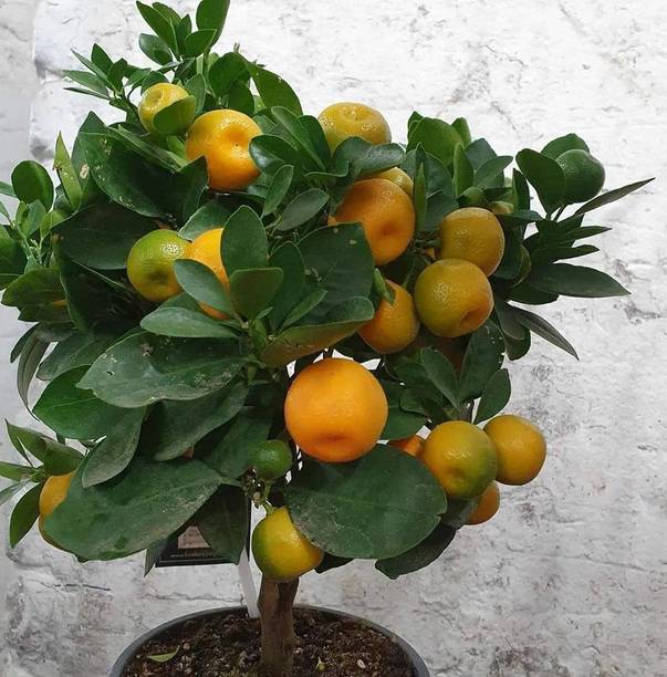 Cloud Farm Orange Plant