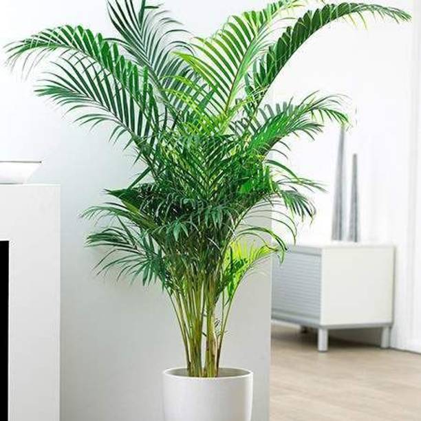 FSK China Palm Plant