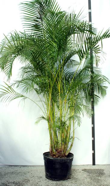 Cloud Farm Areca Plam