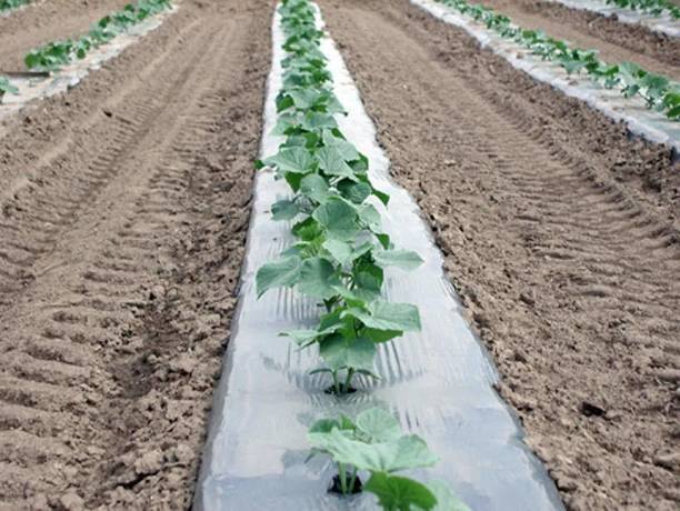 Agritec Agriculture Mulching Sheet/Paper 20 Micron/ 400 Meter Length- 4 Feet Width Garden Mulch