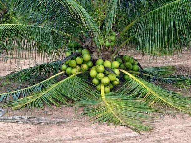 My Dream Nursery Coconut Plant