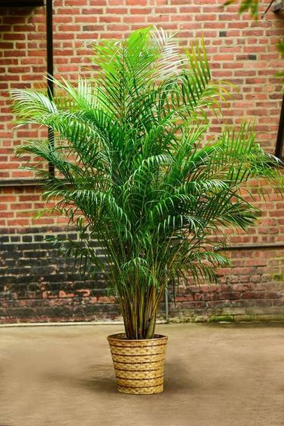 Cloud Farm China Palm Plant