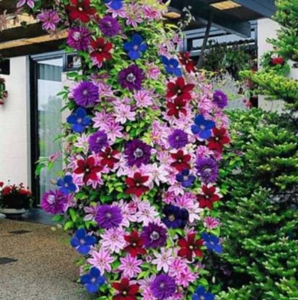 Aquinnah Aparajita/ Butterfly Pea Plant