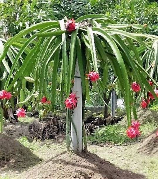 Cloud Farm Dragon Tree
