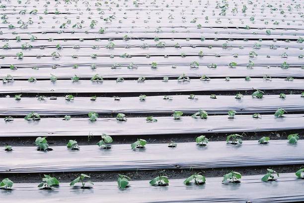 Agritec 20 Micron 3.25 feet/ Black Mulching Film, Length-400meter Garden Mulch