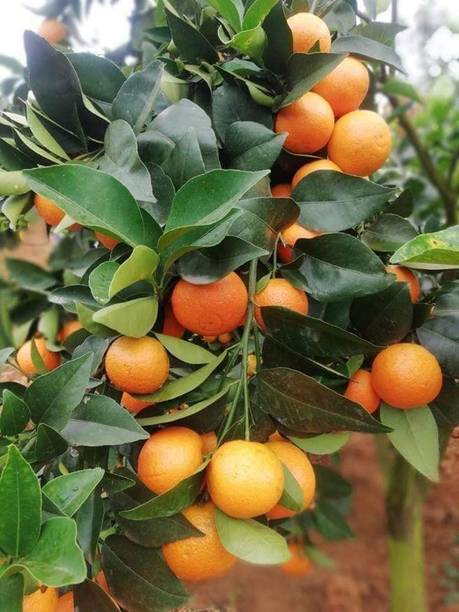 Cloud Farm Orange Plant
