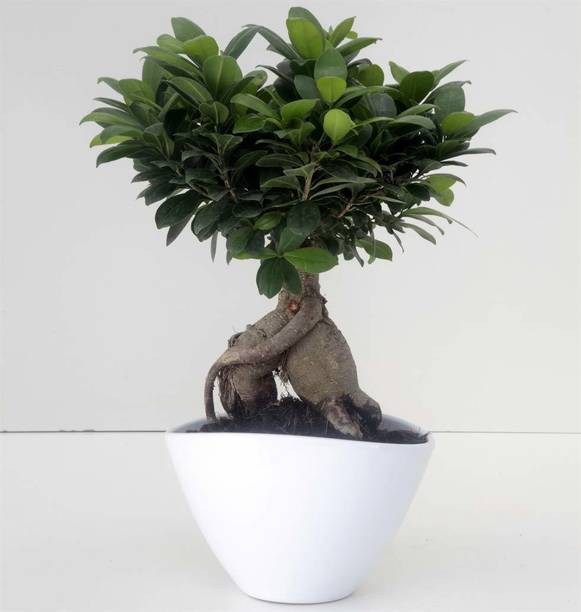 green paradise Ficus Bonsai