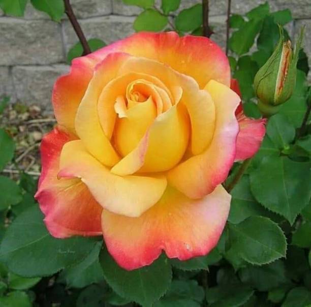 Cloud Farm Rose Plant