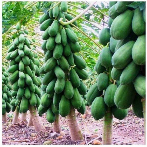 pagoda point Coconut Plant