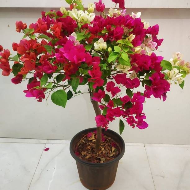 Flowerly Poulomi Baugainvillea Plant