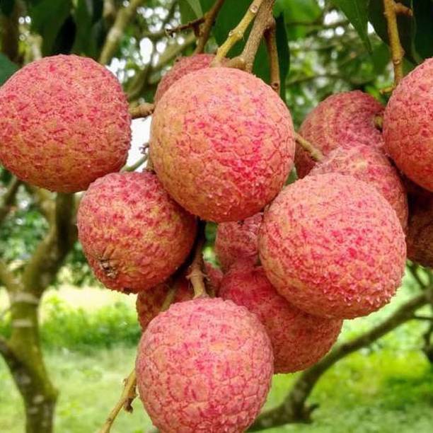 AloGardening Litchi Plant
